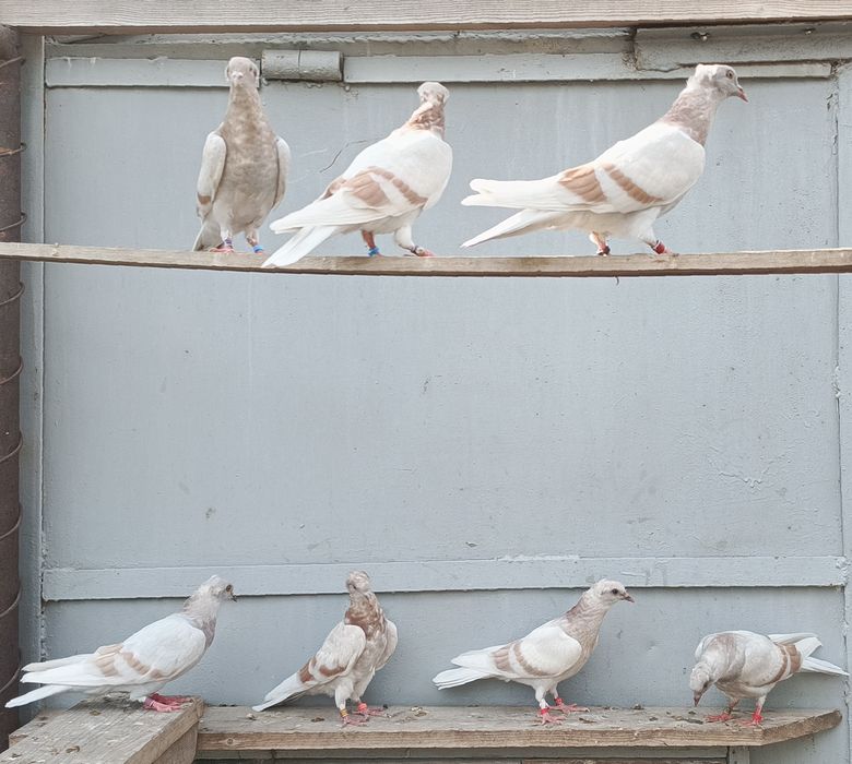 Бакинские голуби