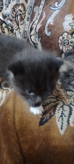Котята в добрые руки.