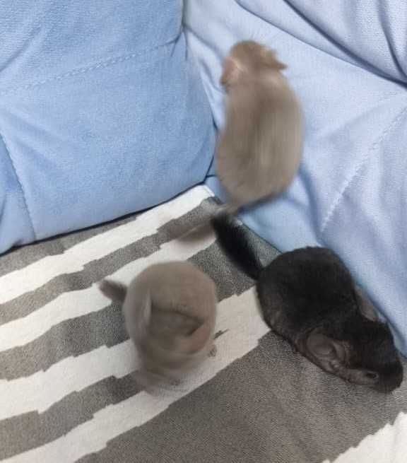 Шиншиллы девочка и мальчики