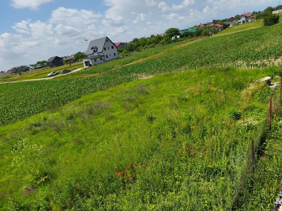 Teren intravilan 1.500 mp Moara Vlăsiei – Zonă rezidențială nouă, case
