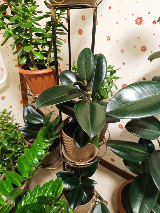 Комнатные растения