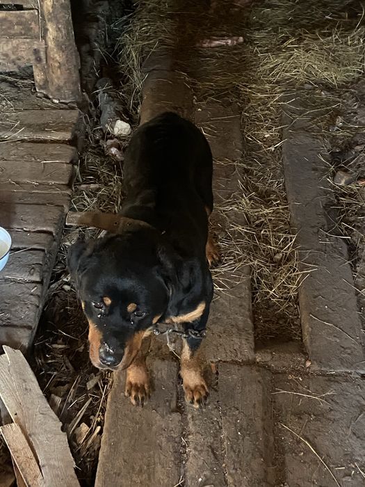 Продам ротвейлер сучка 8месяцом