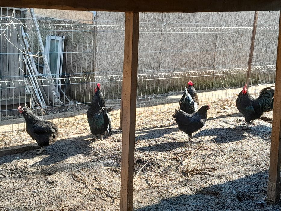 Vand cocosi si gaini australorp!