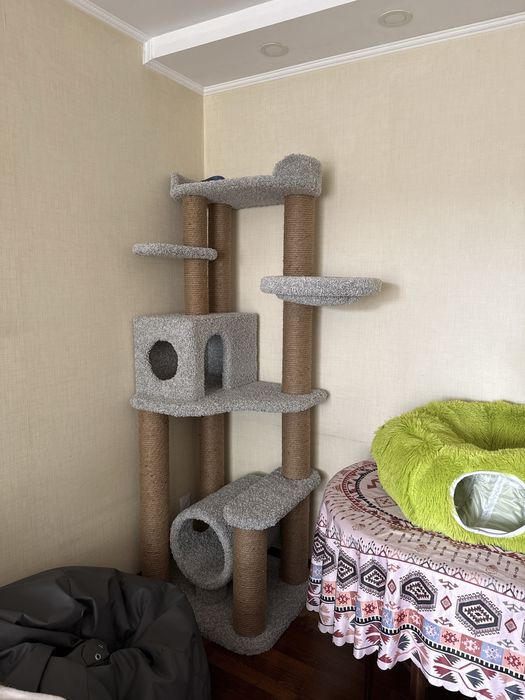 Кота Чиби в добрые руки