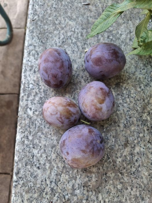Prune sanatoase pentru consum gem compot si borhot