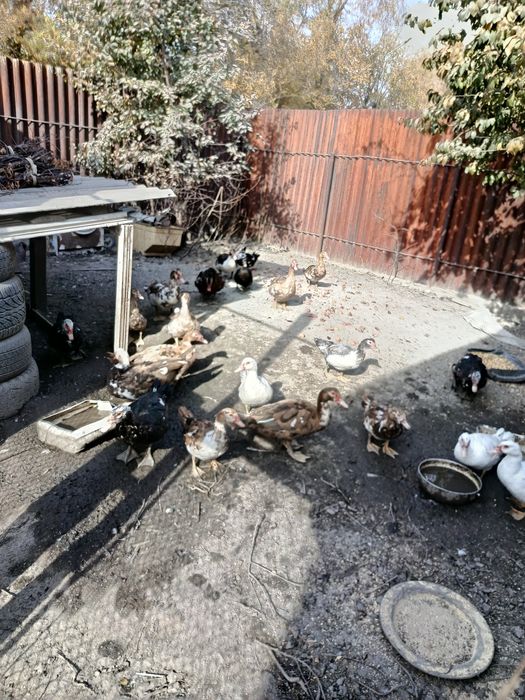 Продам молодых индоуток