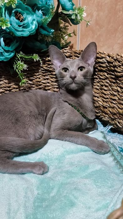 ОРИКИ - ориенталы- котята