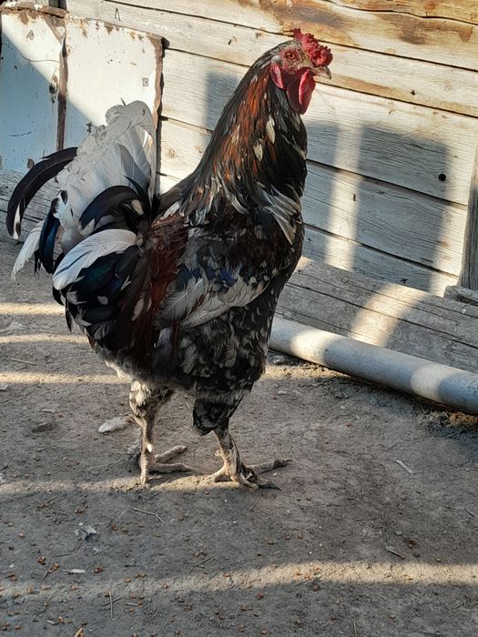 Продам Петухов крупных