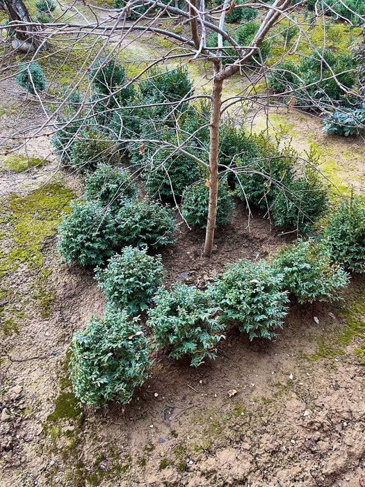 Magoniya ko’chati, dub sensa, sosna (krimskiy) sensa, shamshod