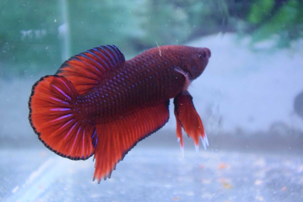 Pesti Betta Splendens Halfmoon Combtail Masculi Femele Acvariu