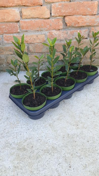 Vand dafini comestibil