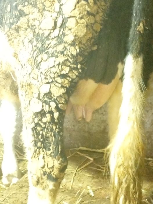 Семыз Сиыр сатылады