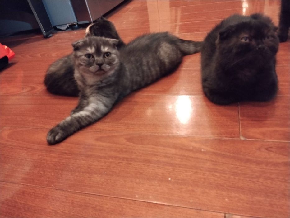 Pisoias  scottish  fold