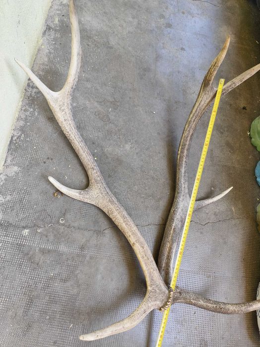 Trofeu vanatoare 2,2kg