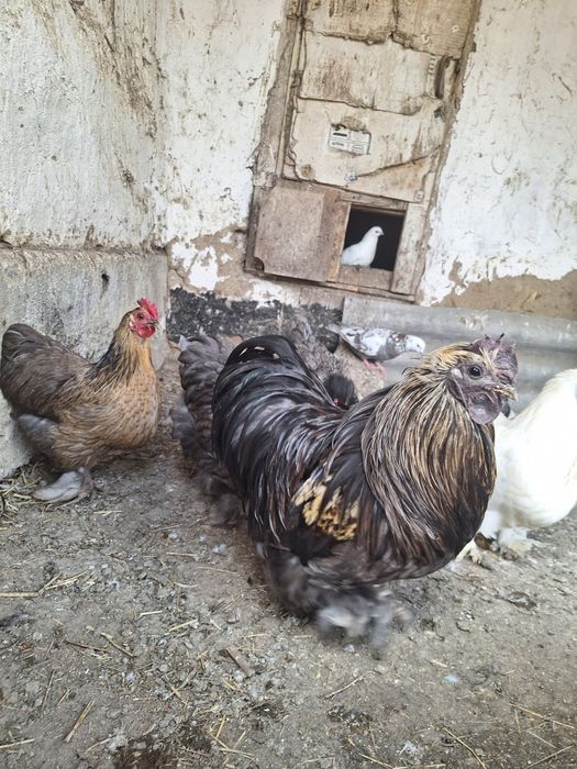 Петух карликовый