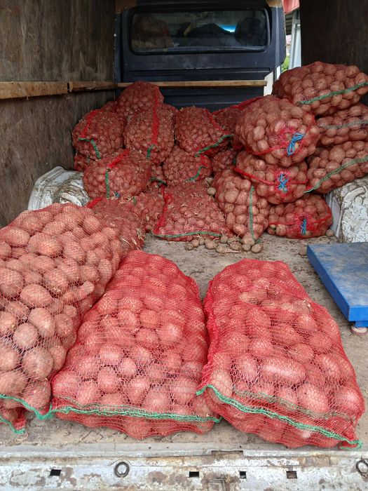 Cartofi samanta, pentru porci ! , cartofi mancare 2.5 kg !