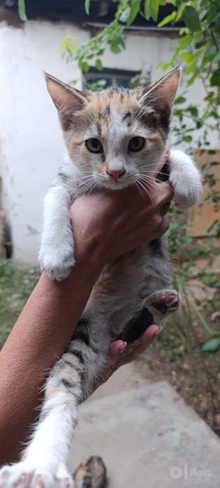Пристраиваются котята