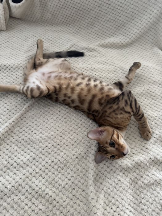 Бенгальский кот Шымкент