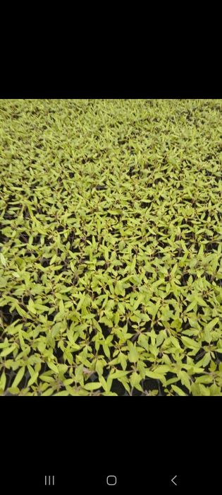 Rosii "Paris" de vanzare