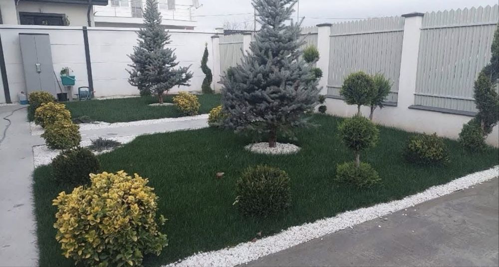 Plante ornamentale