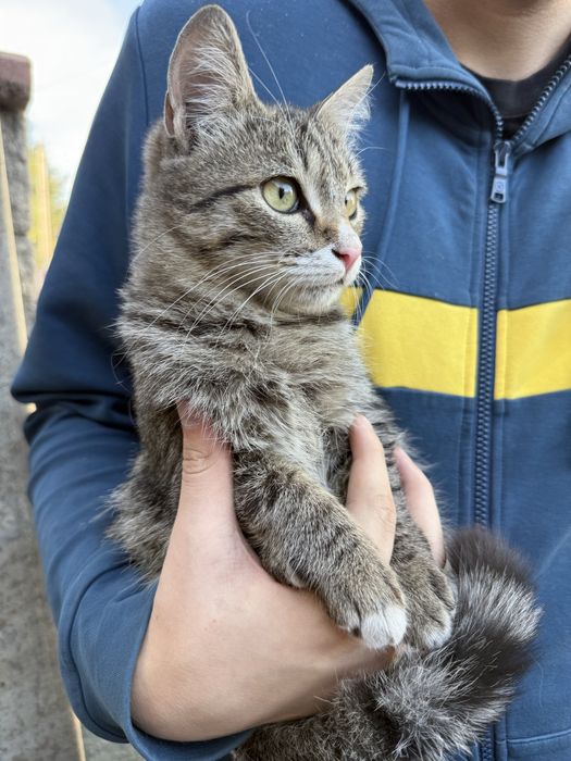 Отдам в хорошие руки.