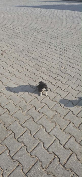 Подаряват се малки кученца