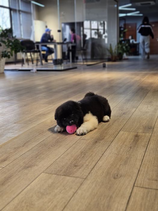 Продам щенков американской акиты