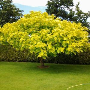 Catalpa Purpea .