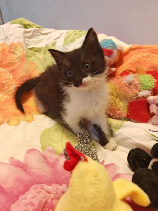 Отдам котенка в добрые руки