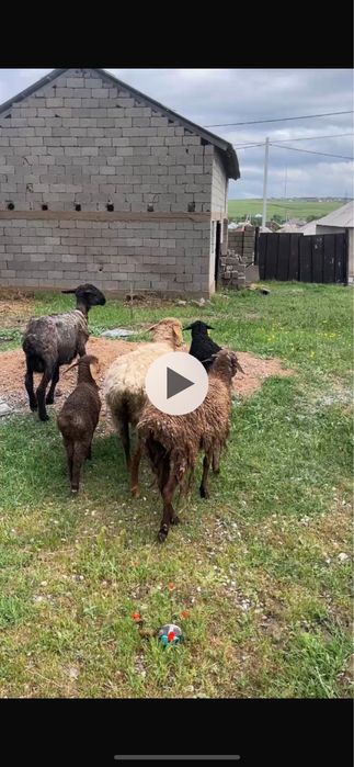 Қозылы қой қошқар қой