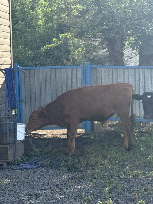 Продам Телят Бычек и телочка