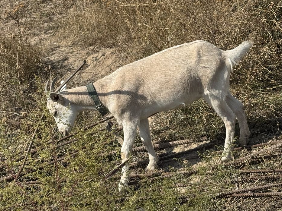 Донй ешкі сатылады лағымен