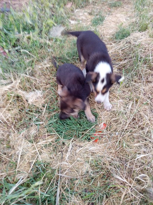 Отдам щенков девочки