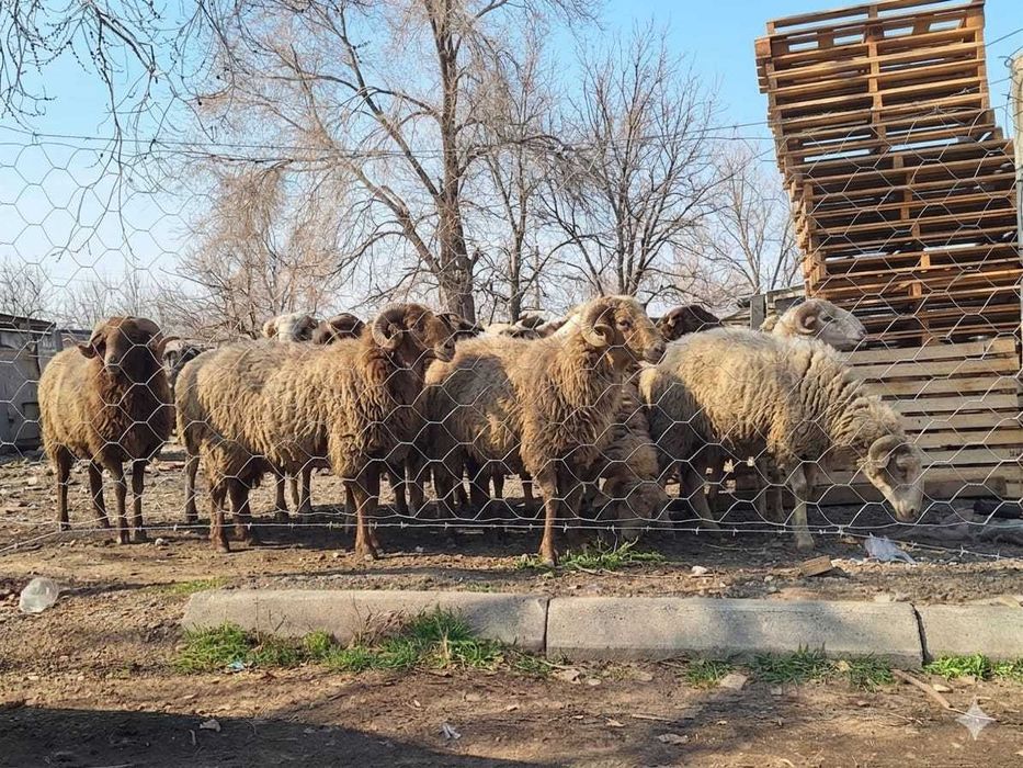 Сетка для скота, Шарнирная, Фермерская, Колючая проволока