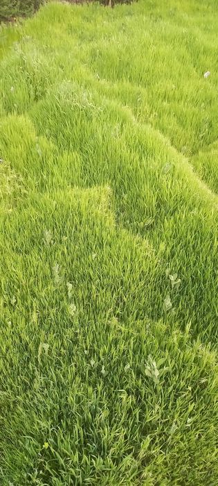 Хашак курук, беда аралаш мол ва куйлар учун богланган.