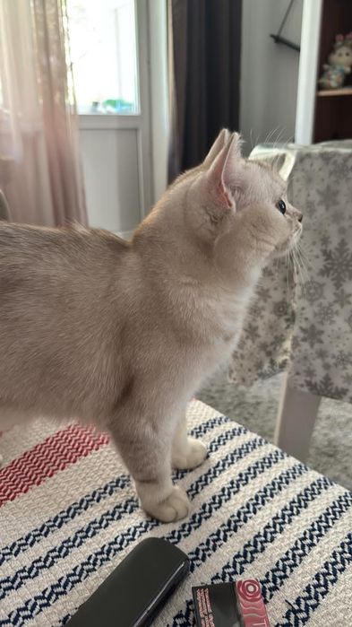 Вязка. Кошечка ждёт своего принца