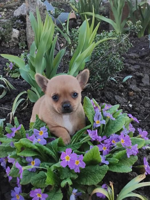 Свободен  женски чихуу пинчер