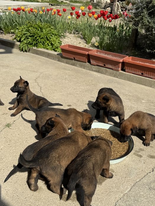 Белгийска овчарка Малиноа