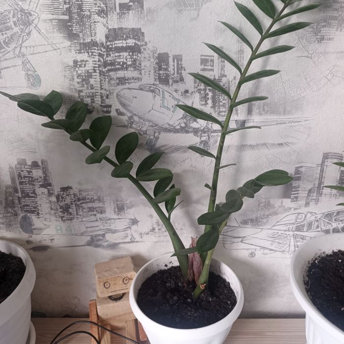 Продам замиокулькас