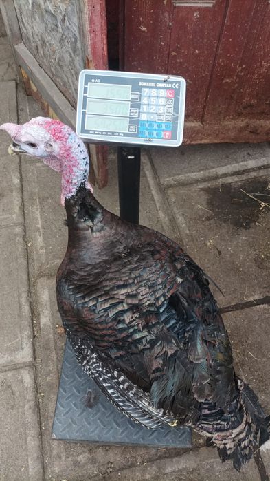 Curci și curcani tineret 2025