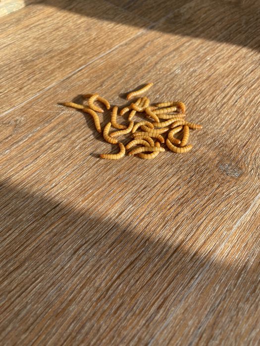 Продам мучного червя