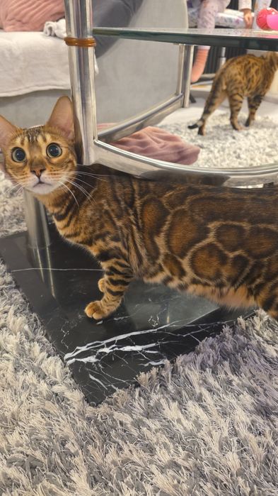 Vindem pisica rasa Bengal cu pedigree