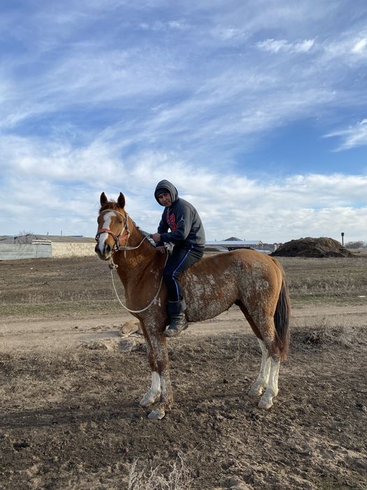 Айғыр сатылады,жеребец продам