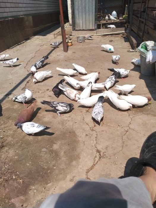 Продам голуби разные