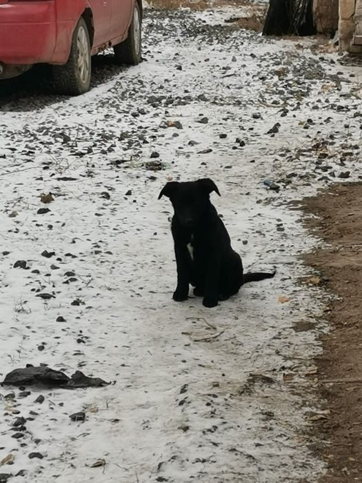 Отдадим щенка девочку