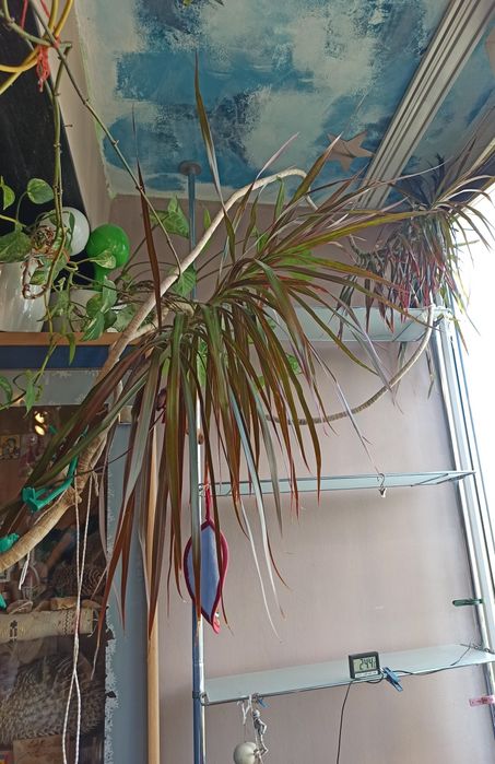Драцена маргината Dracaena marginata