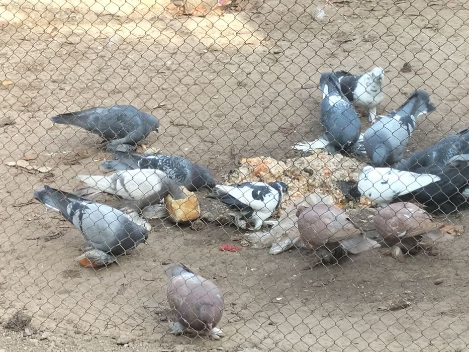 Үй кептерлері сатылады