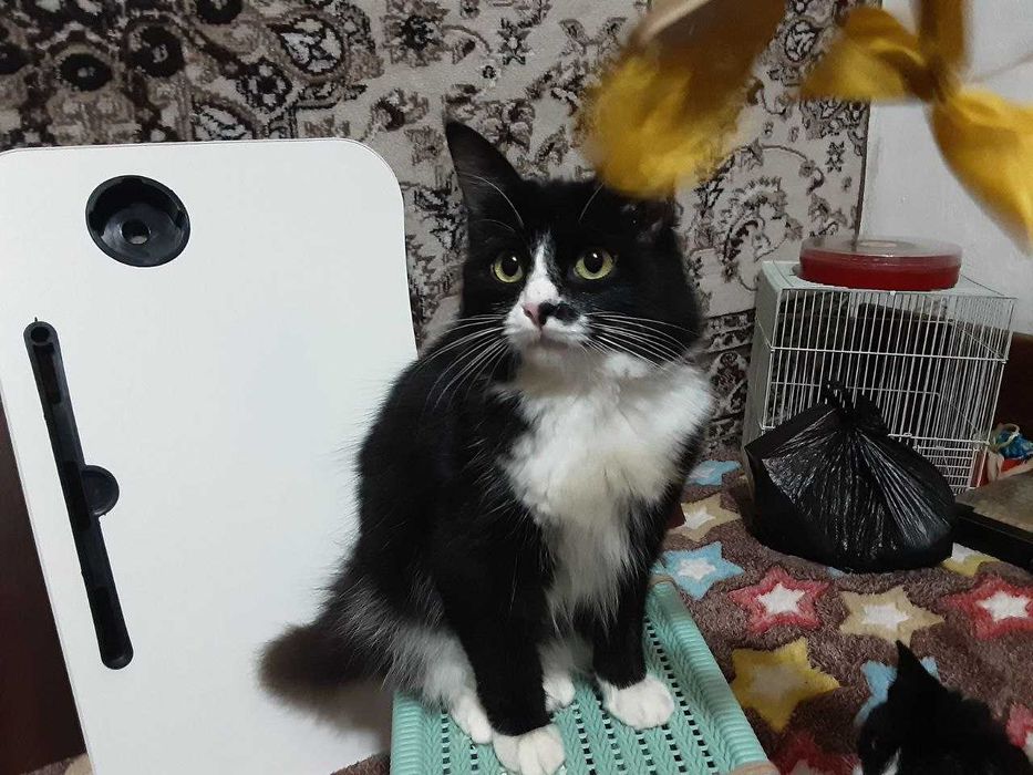 котята в хорошие, добрые руки