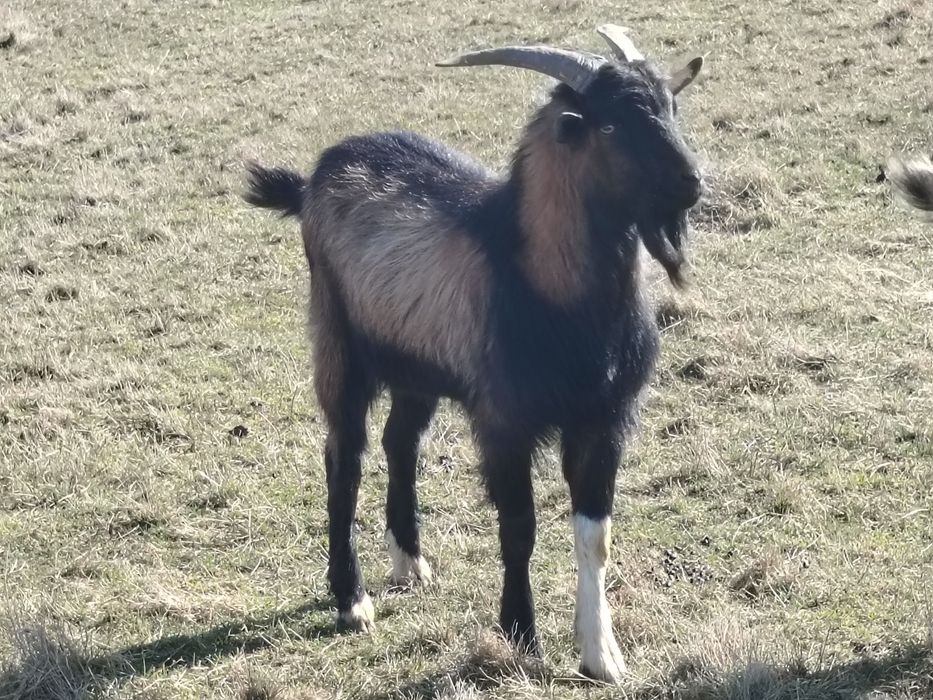 iezi alpini francezi