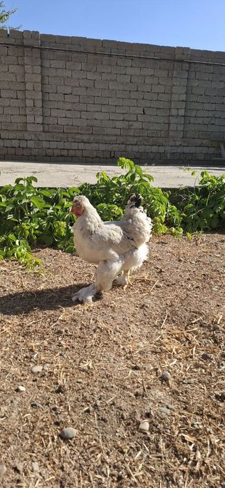 Brama 1 ta horoz 3 ta tovuq